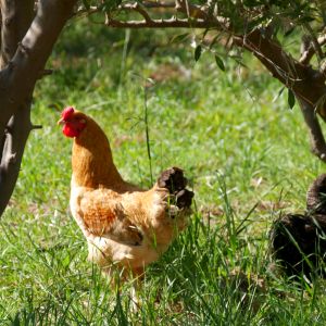 Olive Stone Farm Montagu chicken