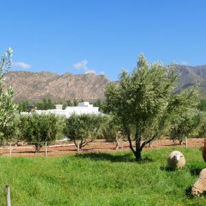 Olive Stone Farm cottage farm animals