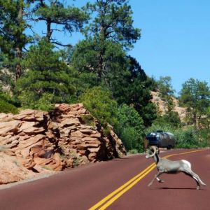 zion