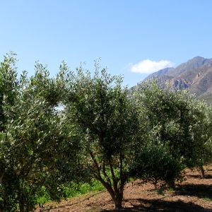 Olive Stone Farm Montagu olive trees